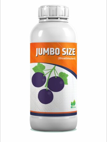 Jumbo Size